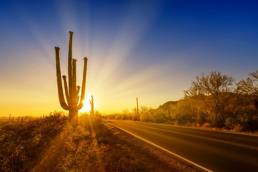 Golden Saguaro Sunset by Melanie Viola — canvas wall art