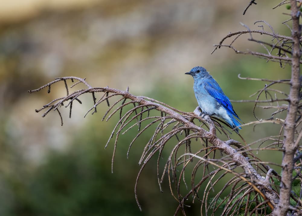 Vibrant Blue Bird by verdon — canvas wall art