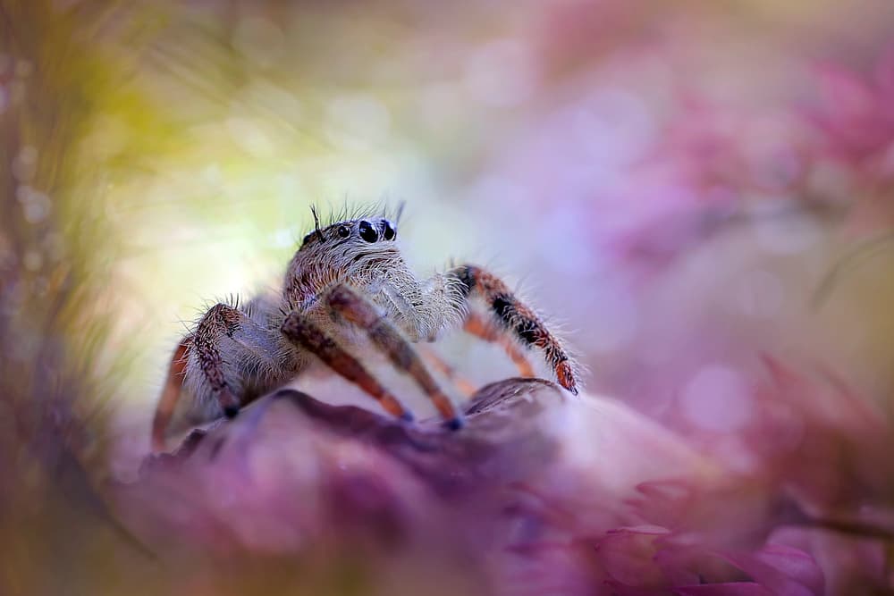 Fuzzy Jumping Spider by Fauzan Maududdin — canvas wall art