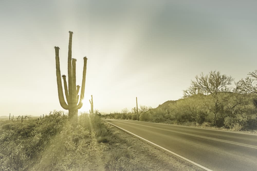 Saguaro Cactus Sunset Road by Melanie Viola — canvas wall art