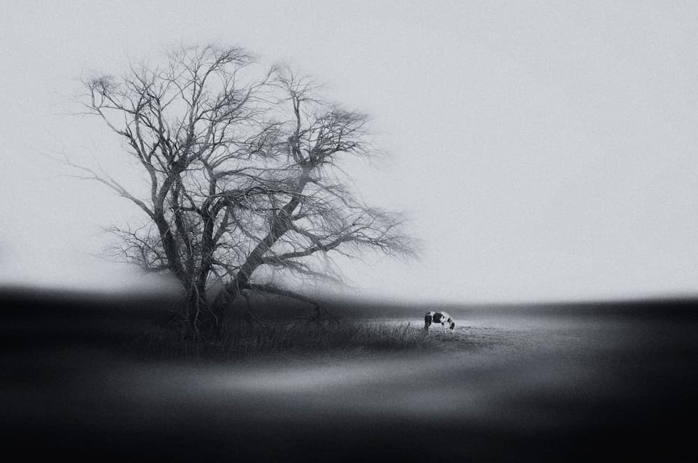 Misty Solitary Tree by Yu Cheng — canvas wall art