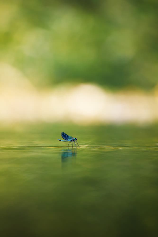 Delicate Damselfly Reflection by Magnus Renmyr — canvas wall art