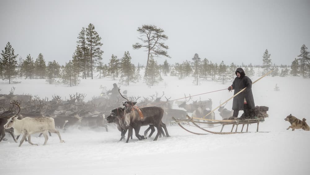 Reindeer Sledding Winter Journey by Marcel Rebro — canvas wall art