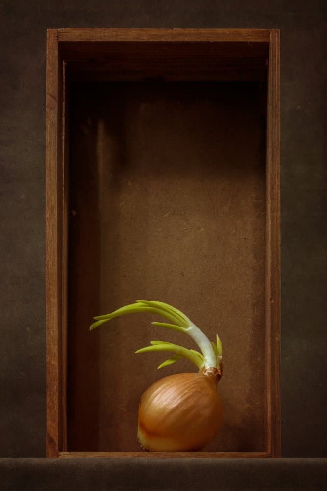 Sprouting Onion Still Life by Brig Barkow — canvas wall art