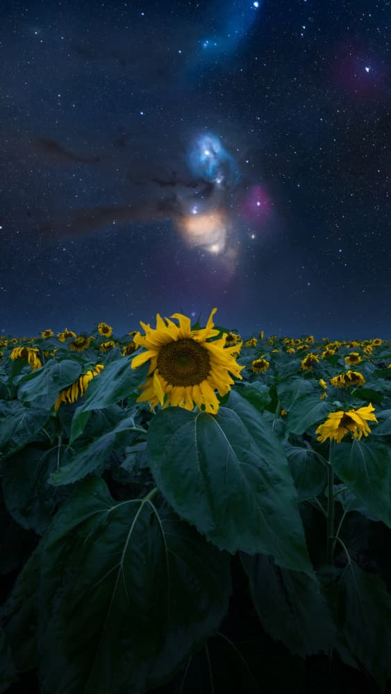 Celestial Sunflower Field by Simoon — canvas wall art