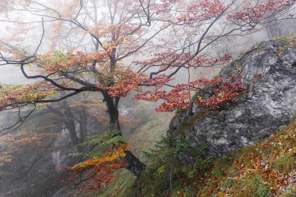 Foggy Woods by Stefan Hefele — canvas wall art