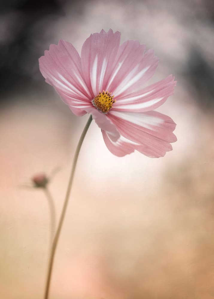 Delicate Pink Cosmos Bloom by Lotte Grønkjær — canvas wall art