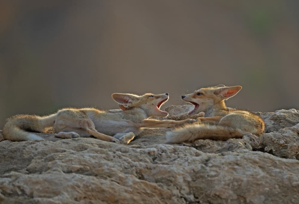 Playful Fennec Foxes Yawn by Shlomo Waldmann — canvas wall art