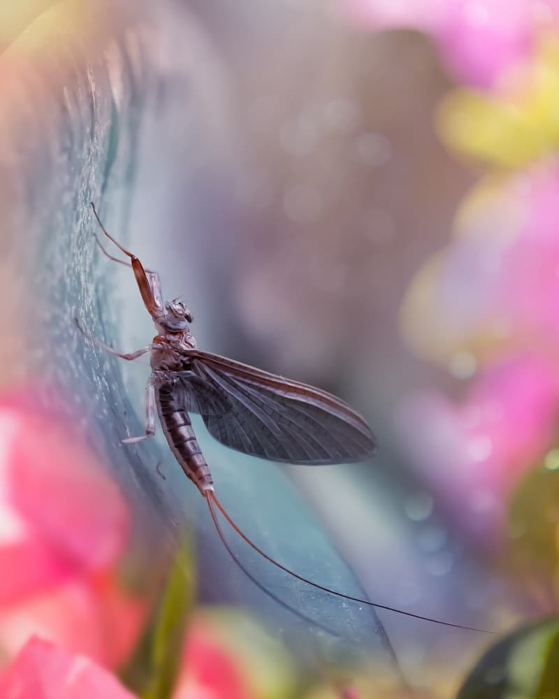 Delicate Mayfly Dream by Fauzan Maududdin — canvas wall art
