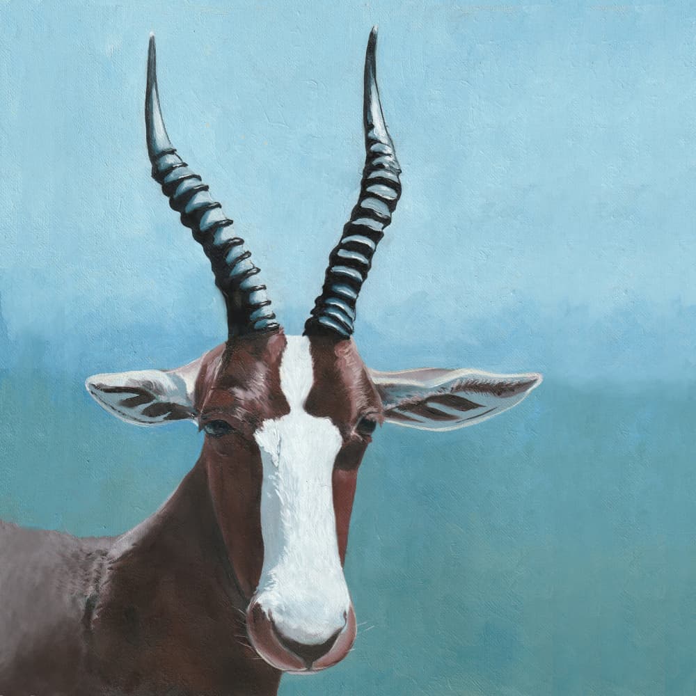 Blesbok Antelope Gaze by Viccy Wanliss — canvas wall art