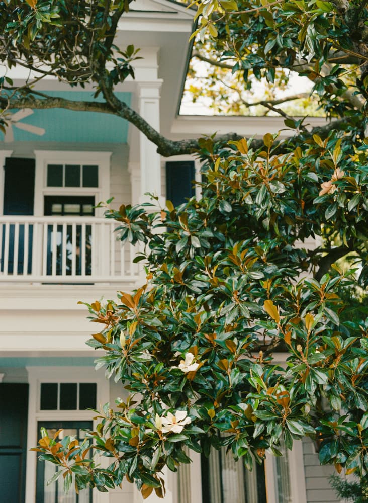 Southern Magnolia Home by Bethany Young — canvas wall art