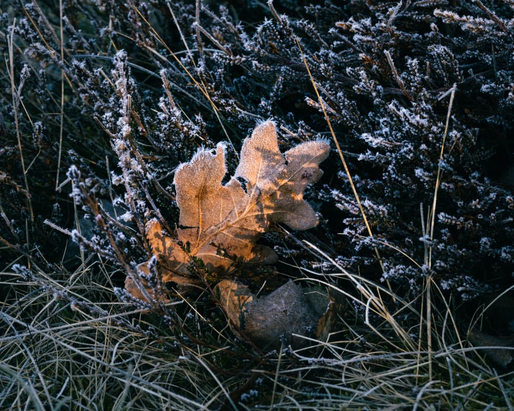 Golden Frosty Oak Leaf by Hamed Bank — canvas wall art