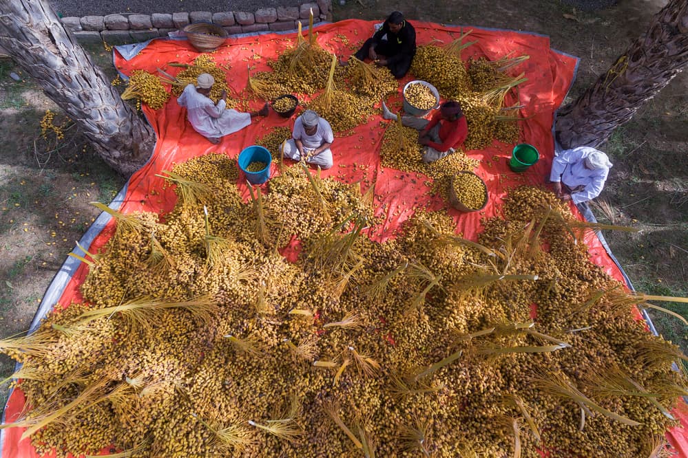 Date Harvest by Haitham AL Farsi — canvas wall art