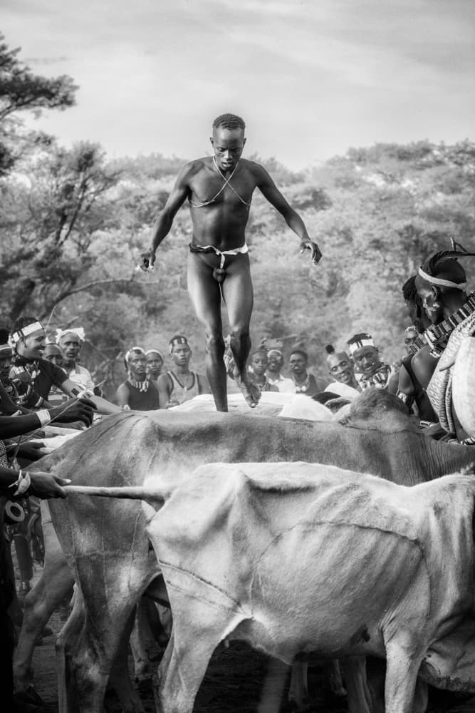 Hamer Bull Jumping Ceremony by Trevor Cole — canvas wall art