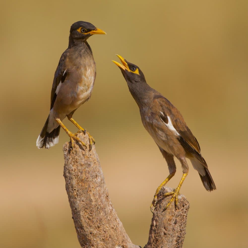 Myna Birds Chatting by David Manusevich — canvas wall art