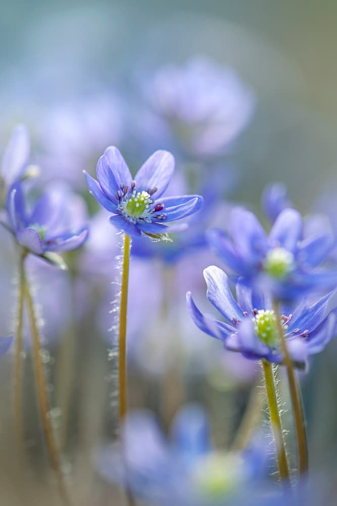 Dreamy Blue Flowers by Jacky Parker — canvas wall art