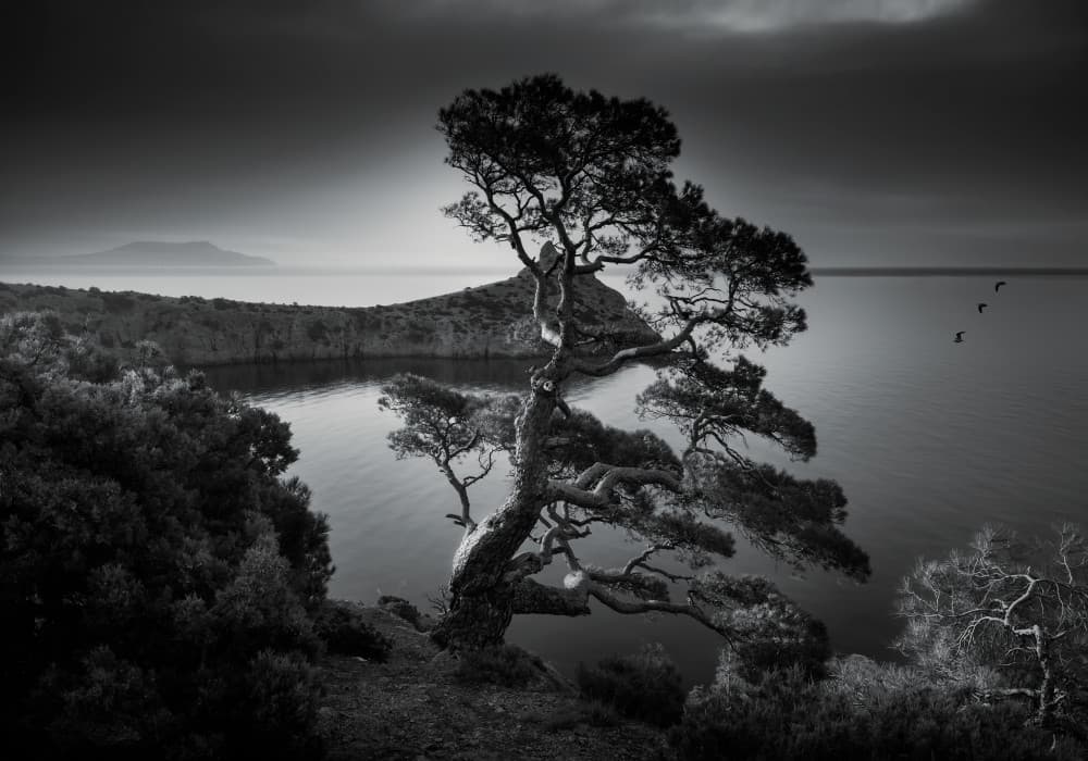 Moody Cliffside Tree by Fabrizio Massetti — canvas wall art
