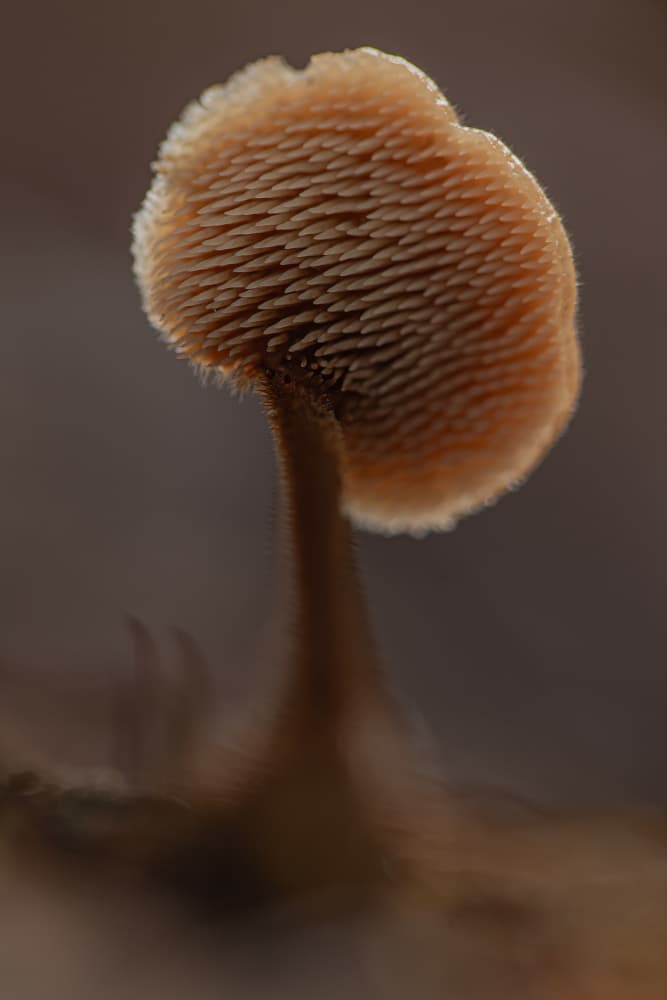 Delicate Forest Mushroom by Daan de Vos — canvas wall art