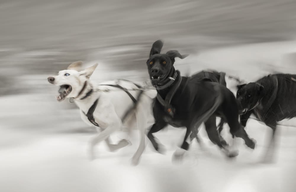 Speeding Snow Dogs by Larry Deng APA — canvas wall art