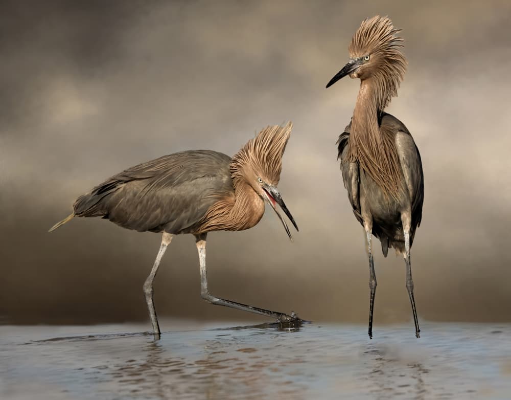 Reddish Egrets Encounter by Jane Lyons — canvas wall art