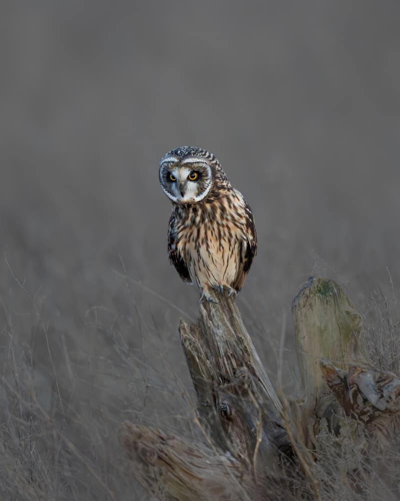 Alert Short-eared Owl by Bill Lu — canvas wall art