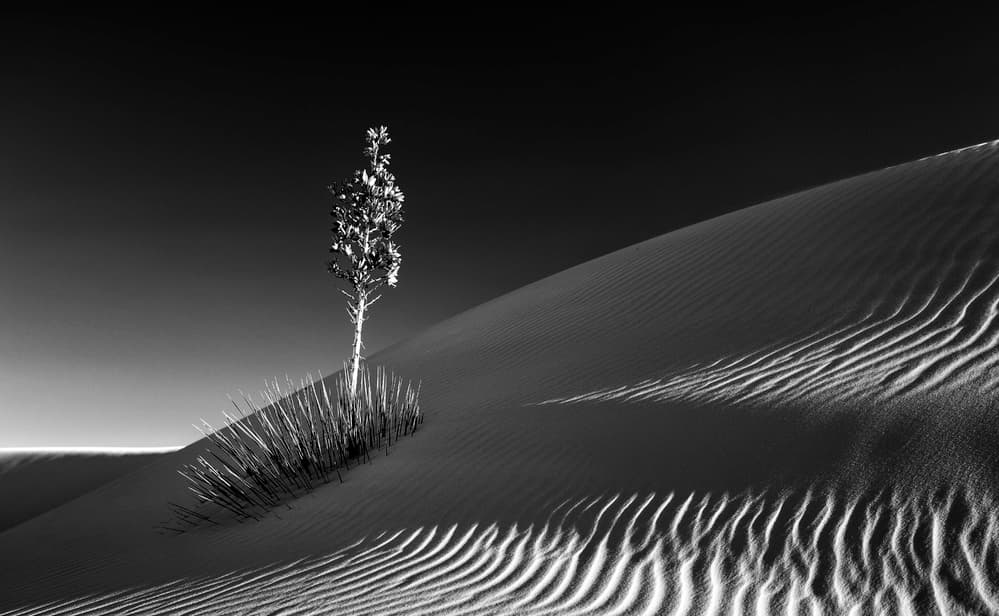Solitary Plant Desert Dunes by Rob Darby — canvas wall art