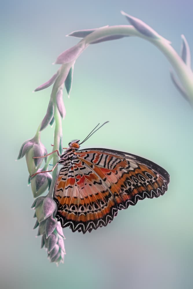 Vibrant Butterfly Perch by Fabrizio Daminelli — canvas wall art