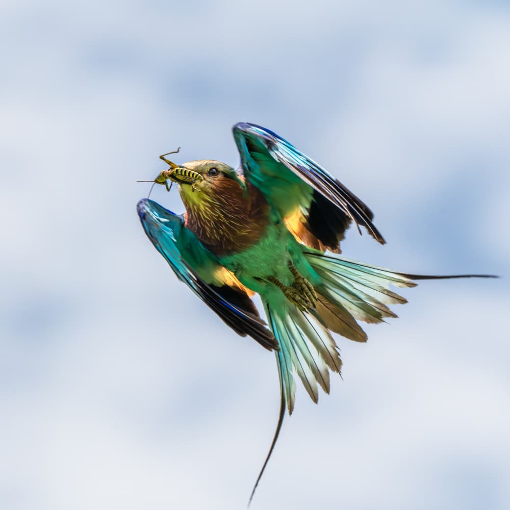 Colorful Bird Hunting Insect by Jianping Yang — canvas wall art