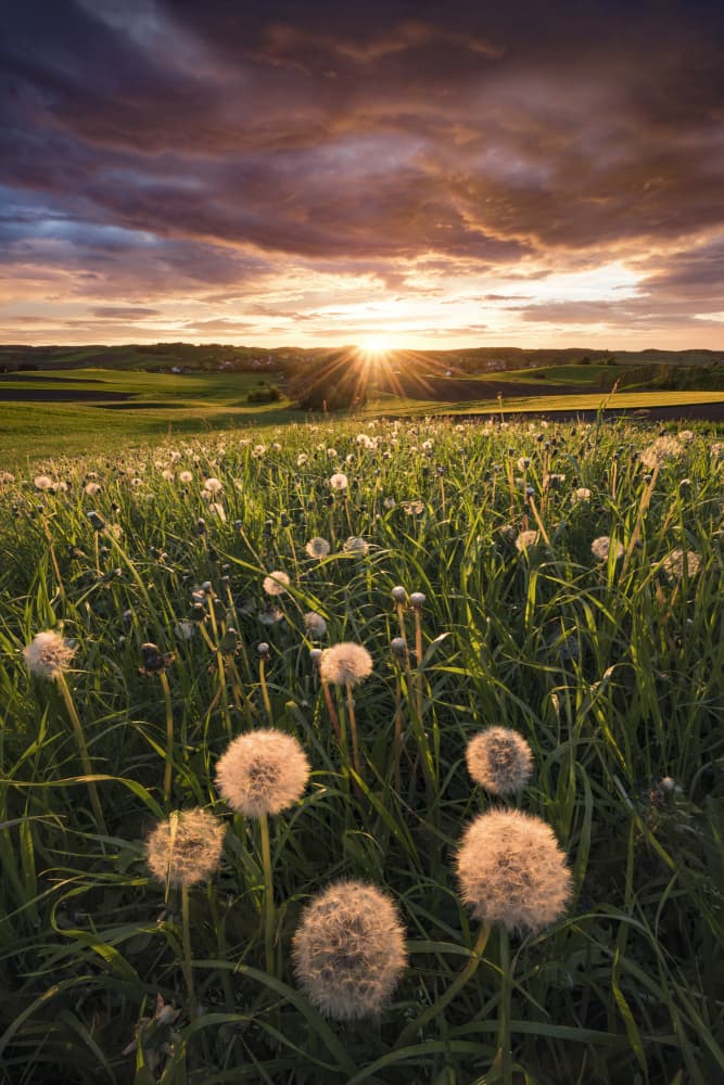 Poppy World by Stefan Hefele — canvas wall art