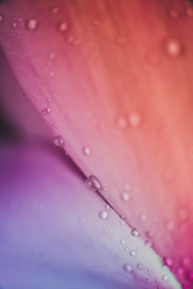 Vibrant Petal Drops by Javier Pardina — canvas wall art