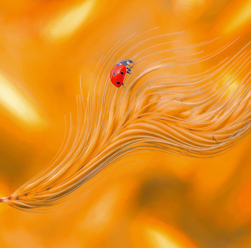 Golden Ladybug Ascent by Thierry Dufour — canvas wall art