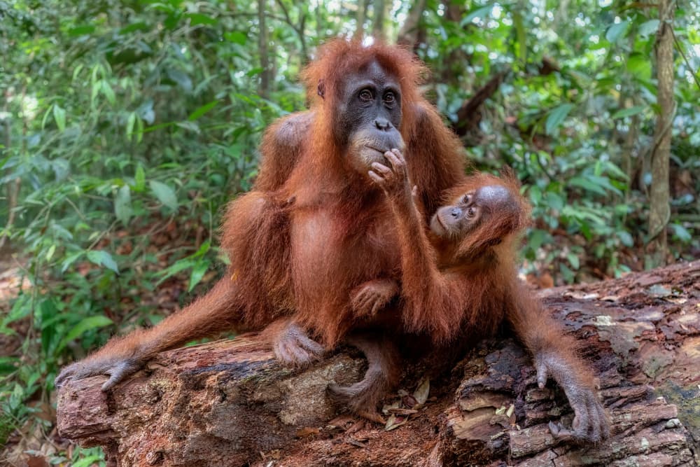 Orangutan Mother Baby Bond by Alessandro Catta — canvas wall art