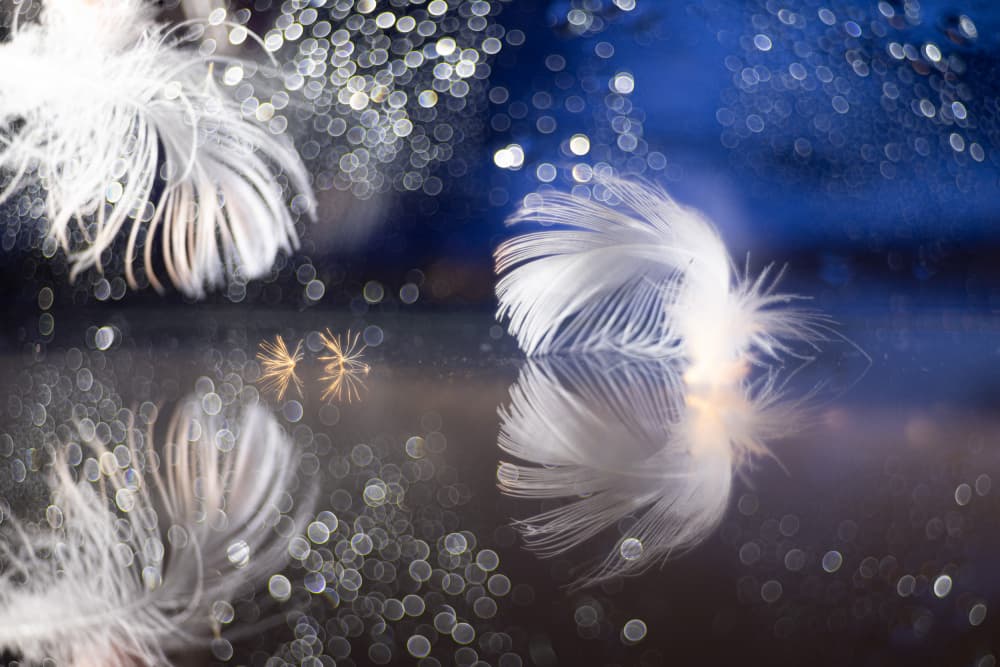 Dreamy Feathers Reflection by Igor Kopcev — canvas wall art