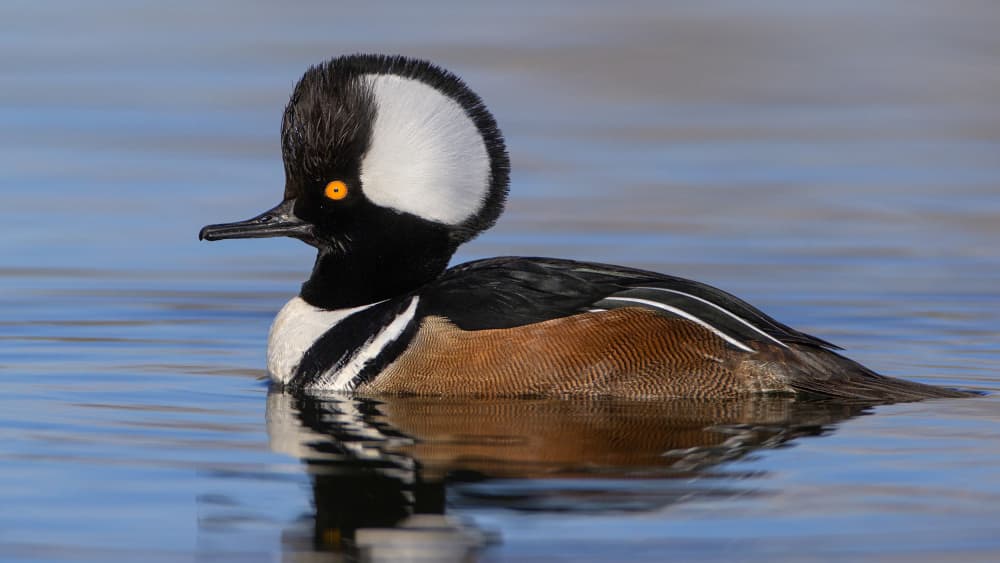 Striking Hooded Merganser by verdon — canvas wall art