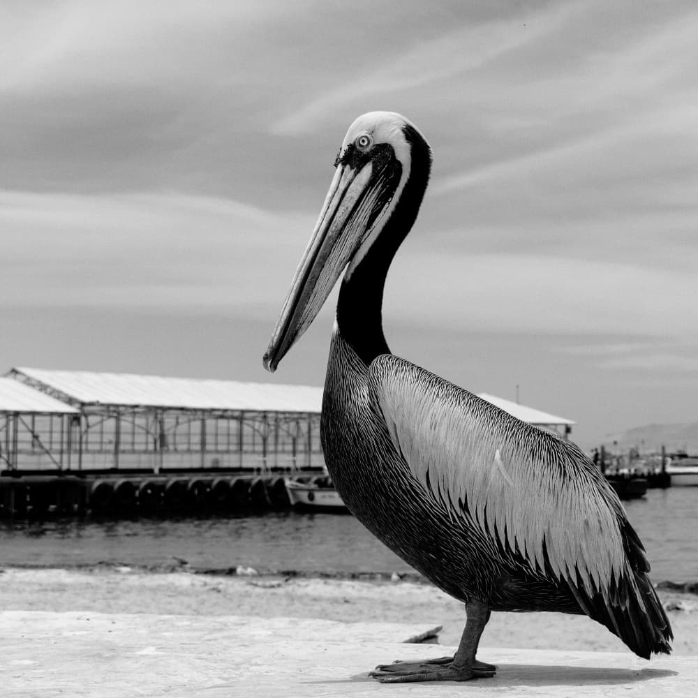 Waterfront Pelican by Cesar Tejada — canvas wall art