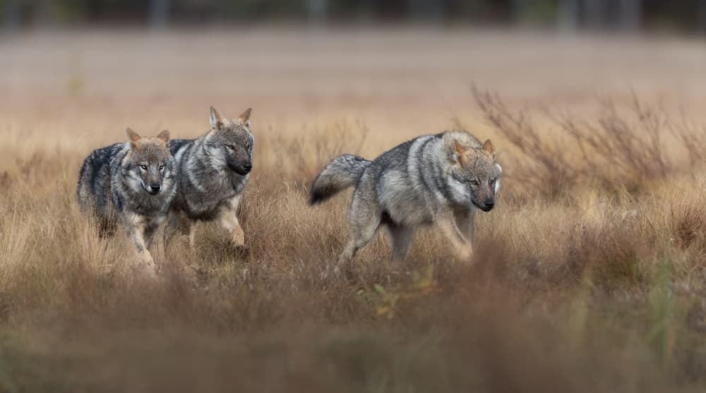 Wild Wolves Running by Marco Barisone — canvas wall art