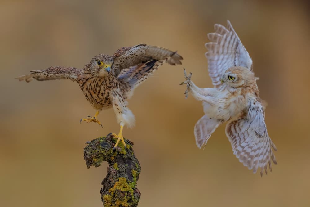 Kestrel Owl Encounter by David Manusevich — canvas wall art
