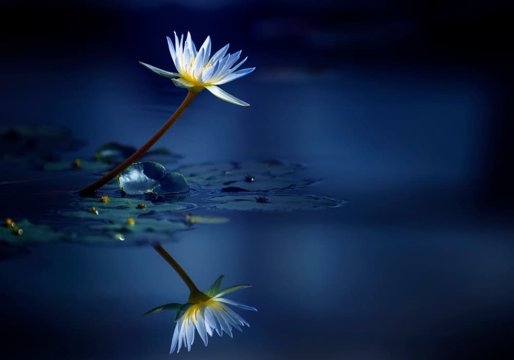 Moonlit Bloom by Takashi Suzuki — canvas wall art