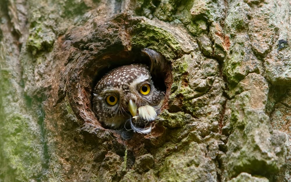 Watchful Owl in Tree by Assaf Gavra — canvas wall art