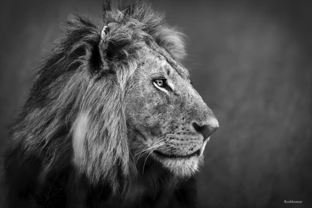 Regal Lion Portrait by Roshkumar — canvas wall art