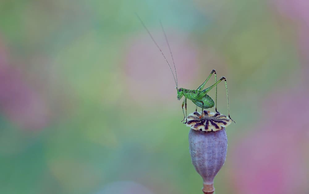 Green Grasshopper on Poppy by Thierry Dufour — canvas wall art