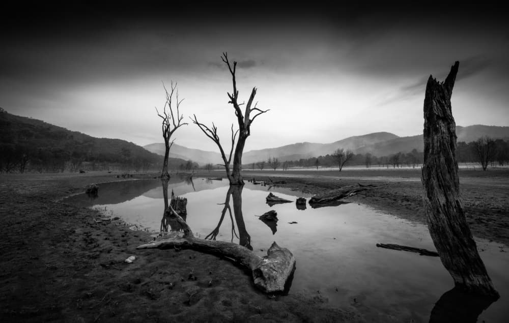 Stark Tree Reflections by Allan Li wp — canvas wall art