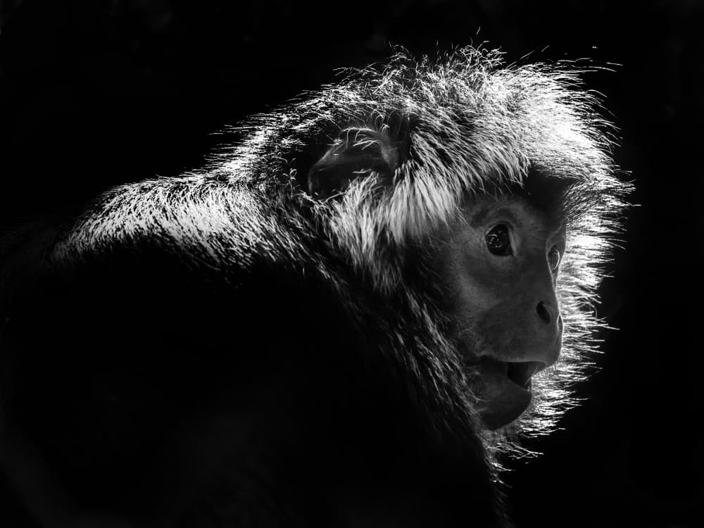 Backlit Primate Portrait by Antonyus Bunjamin (Abe) — canvas wall art