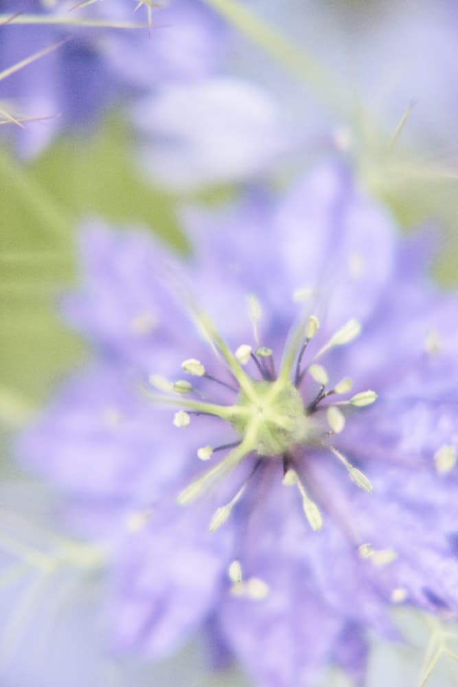 Dreamy Lavender Bloom by Lynann Colligan — canvas wall art