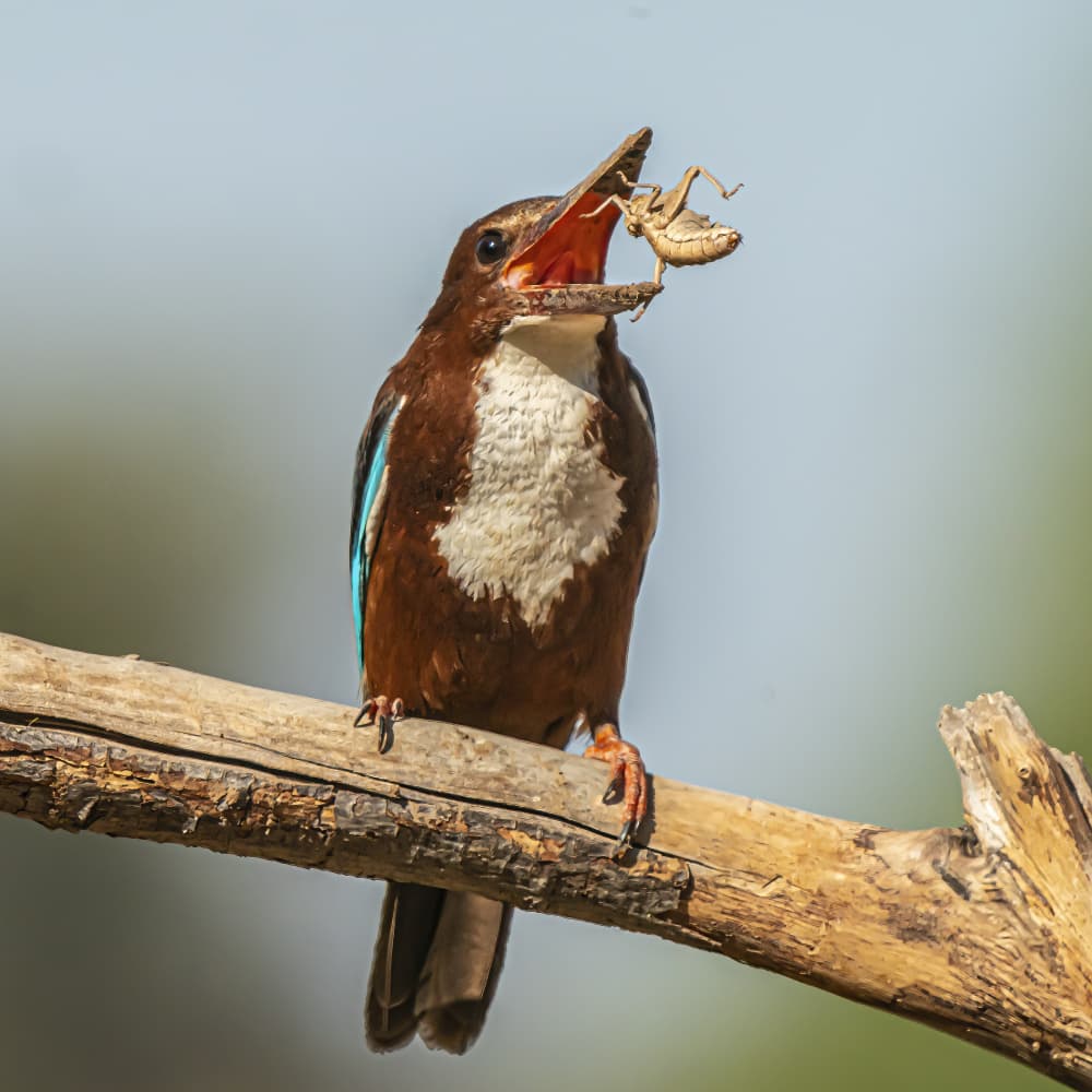 White-throated Kingfisher Catch by Boris Lichtman — canvas wall art