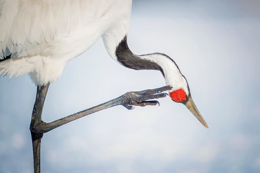 Red-Crowned Crane Preening by Fion Wong — canvas wall art