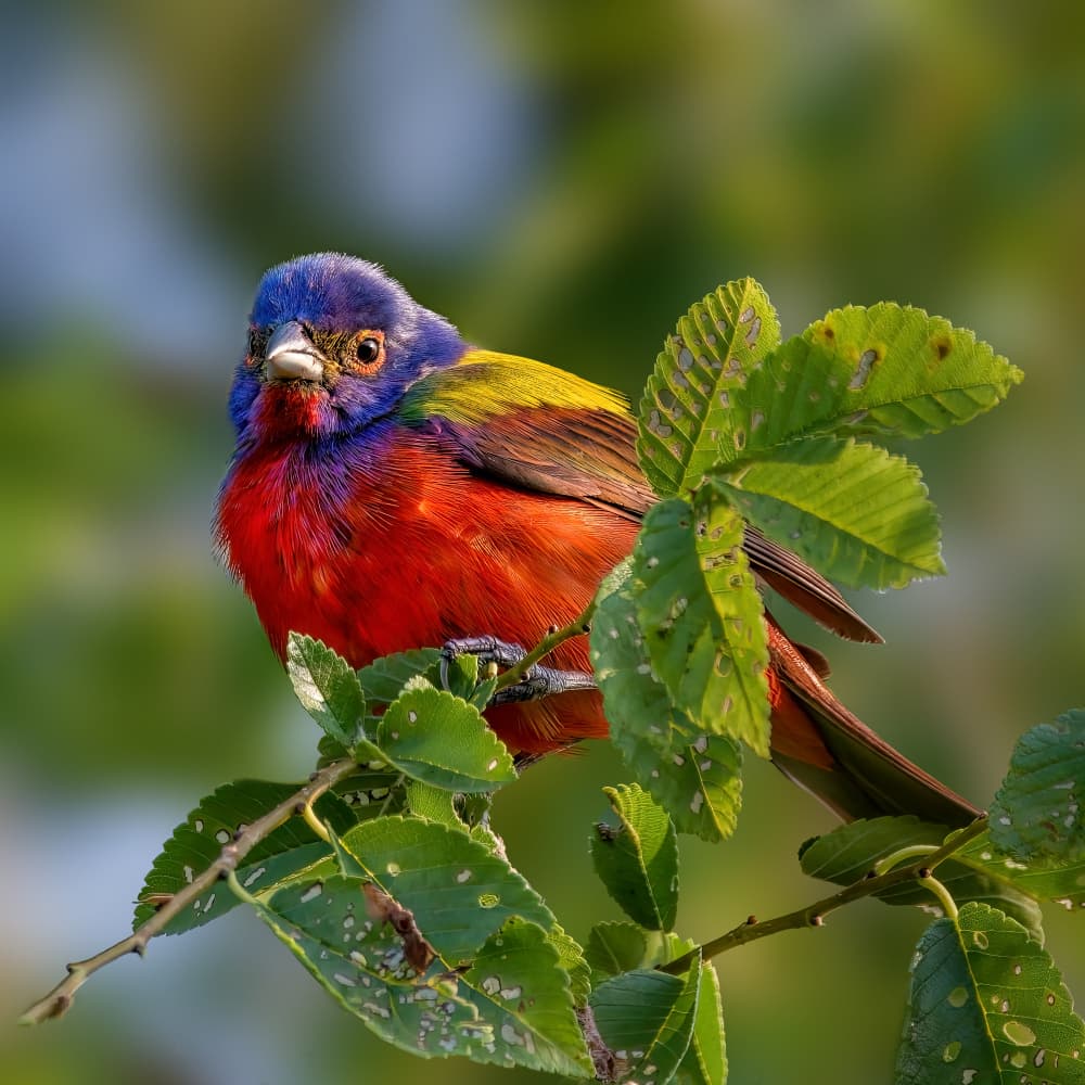 Vibrant Painted Bunting by Jacob (Jian) Xu — canvas wall art