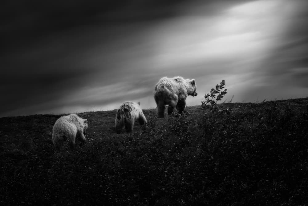 Wild Bear Family Ascent by Chao Feng 天馬 — canvas wall art