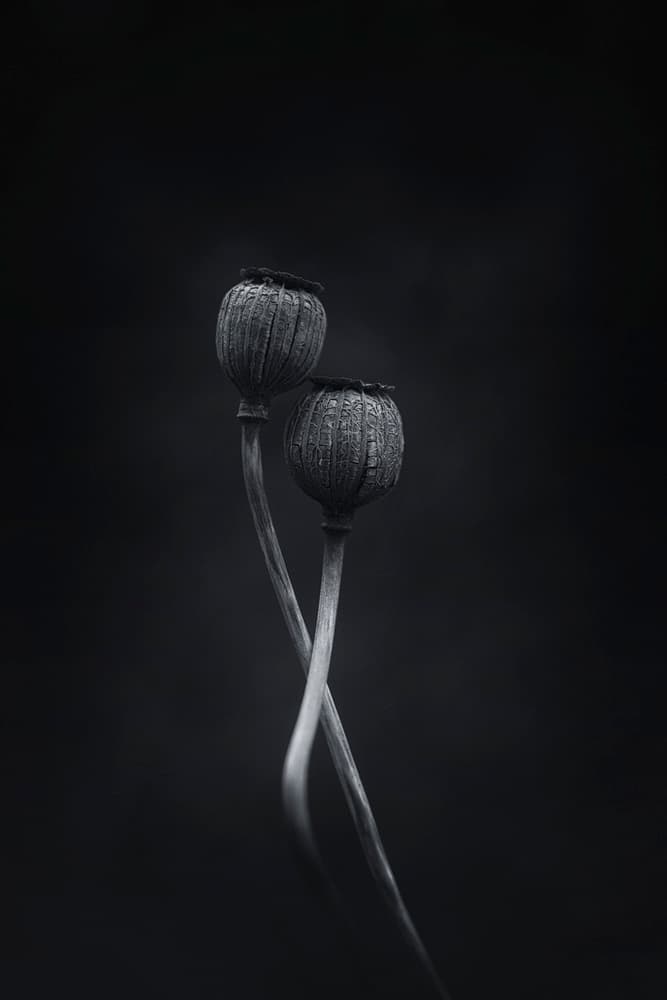 Elegant Poppy Pods by Lotte Grønkjær — canvas wall art