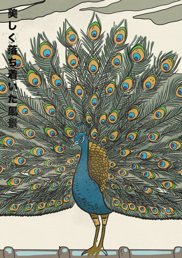 Japanese Fanned Peacock